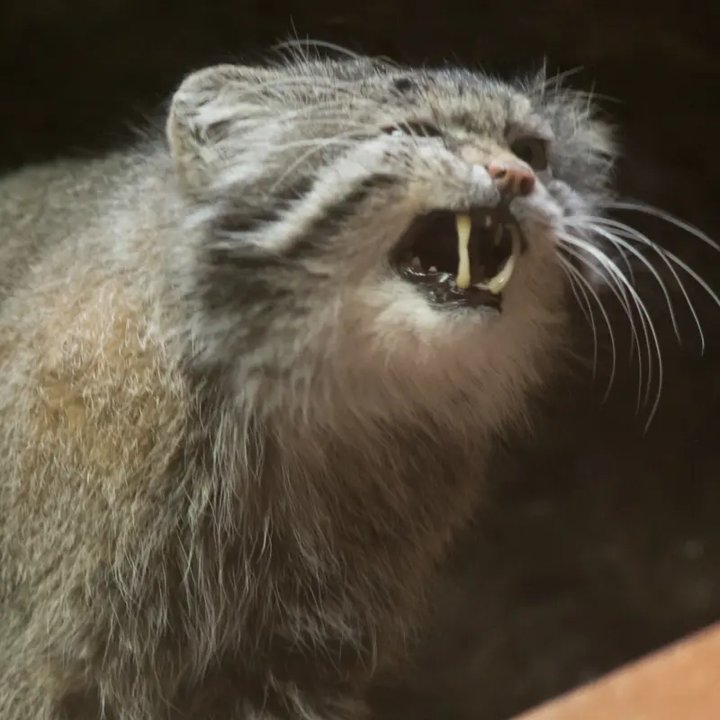 A photograph of Klyon in Ueno Zoological Gardens