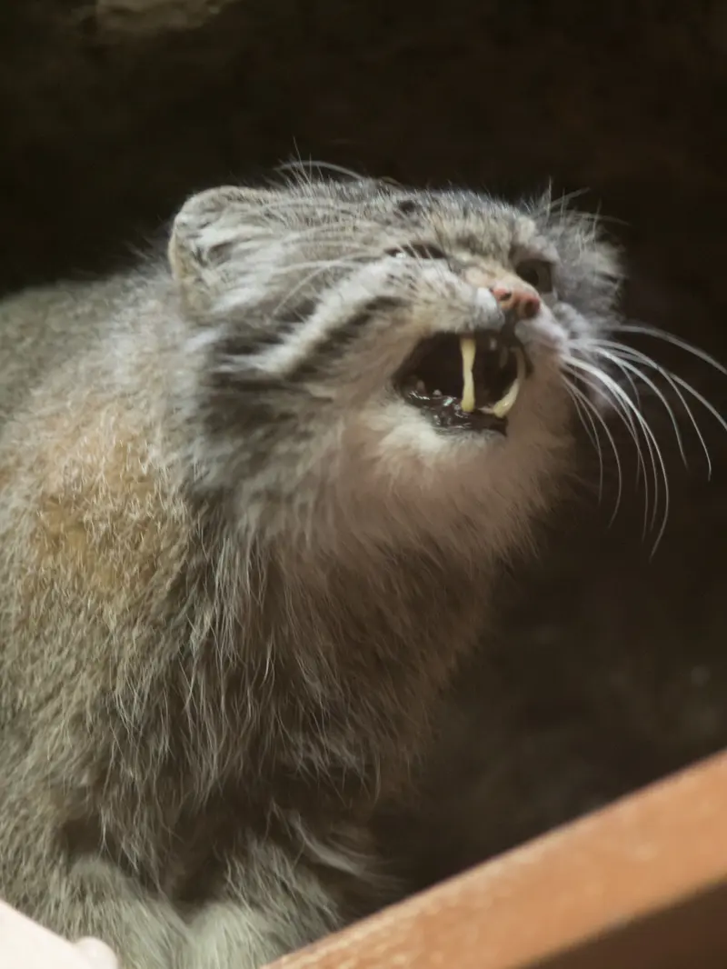 A photograph of Klyon in Ueno Zoological Gardens