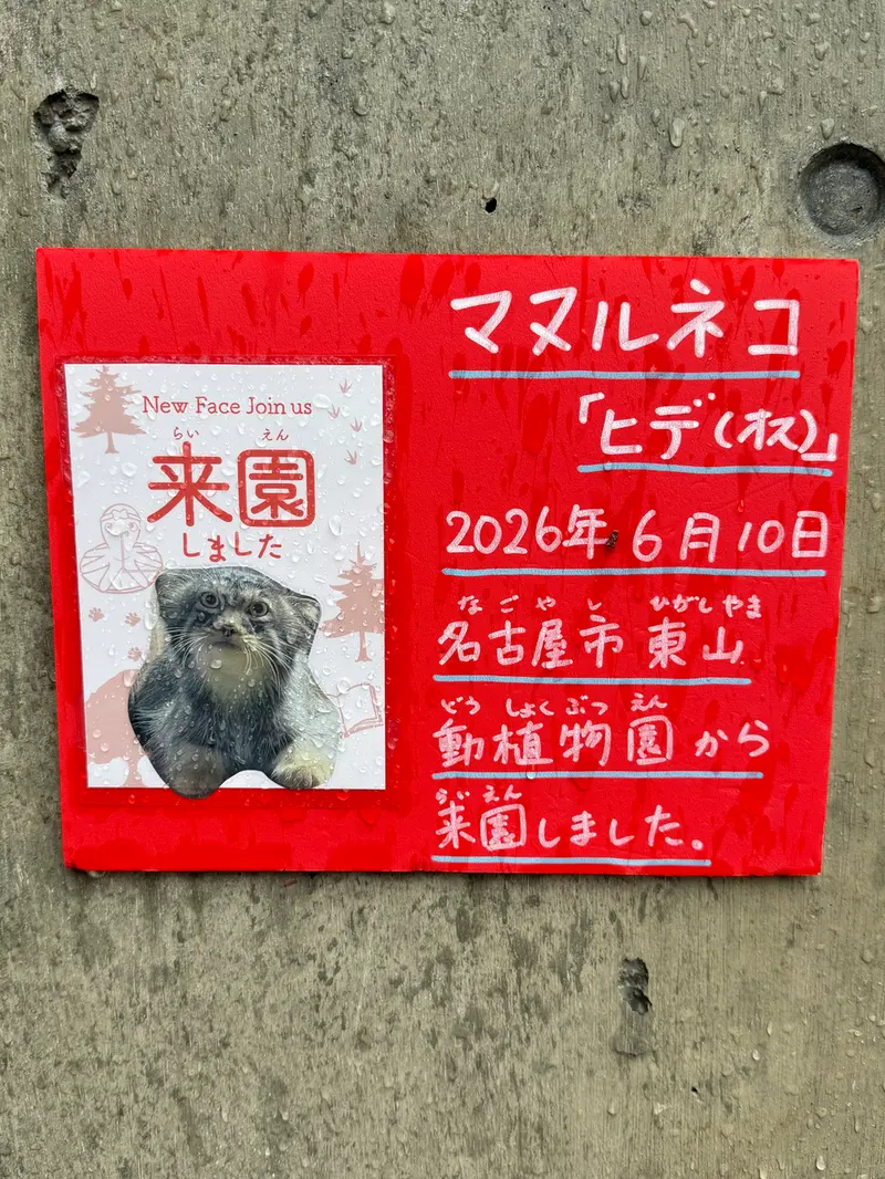 A photograph of Hide in Asahiyama Zoo