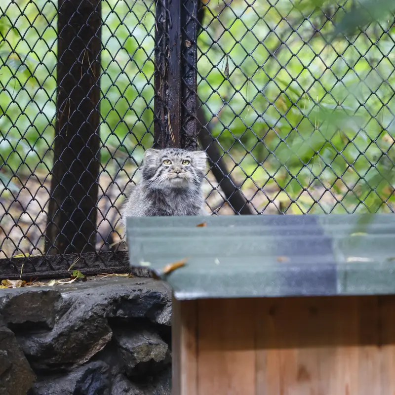 A photograph of Kitten of Eve b.2026  Ⅲ in Novosibirsk Zoo