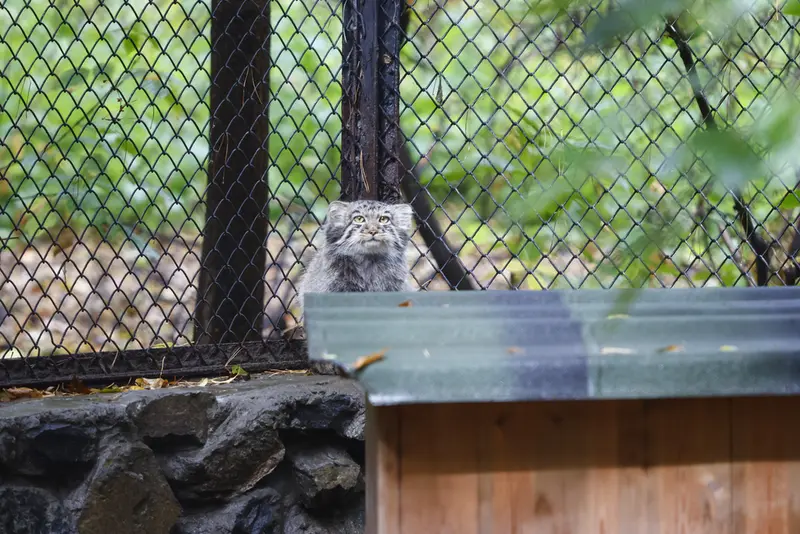 A photograph of Kitten of Eve b.2026  Ⅲ in Novosibirsk Zoo