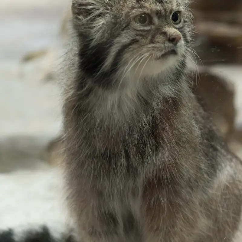A photograph of Klyon in Ueno Zoological Gardens