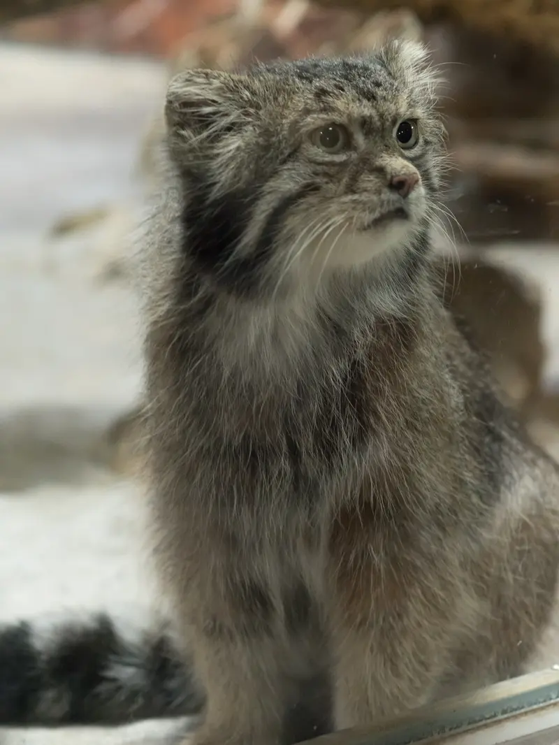 A photograph of Klyon in Ueno Zoological Gardens
