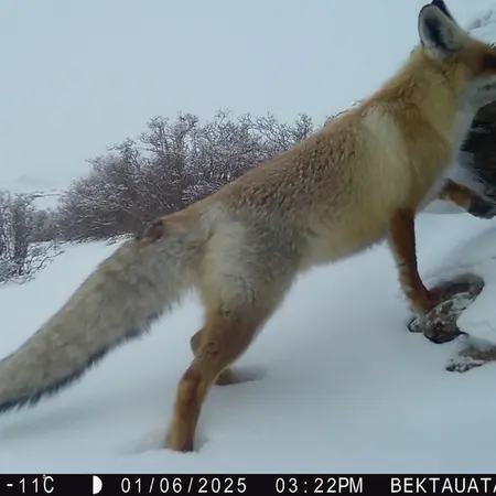 A photograph of Red fox from Bektauata 2 camera trap