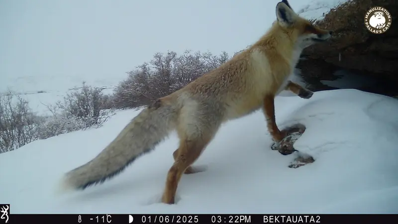 A photograph of Red fox from Bektauata 2 camera trap