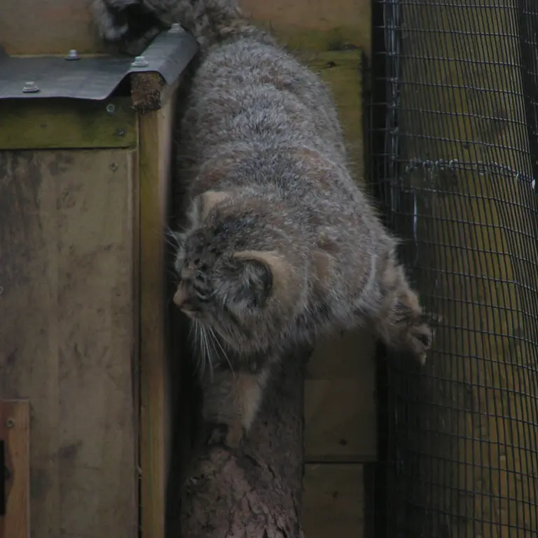 A photograph of Altai in The Lakeland Wildlife Oasis
