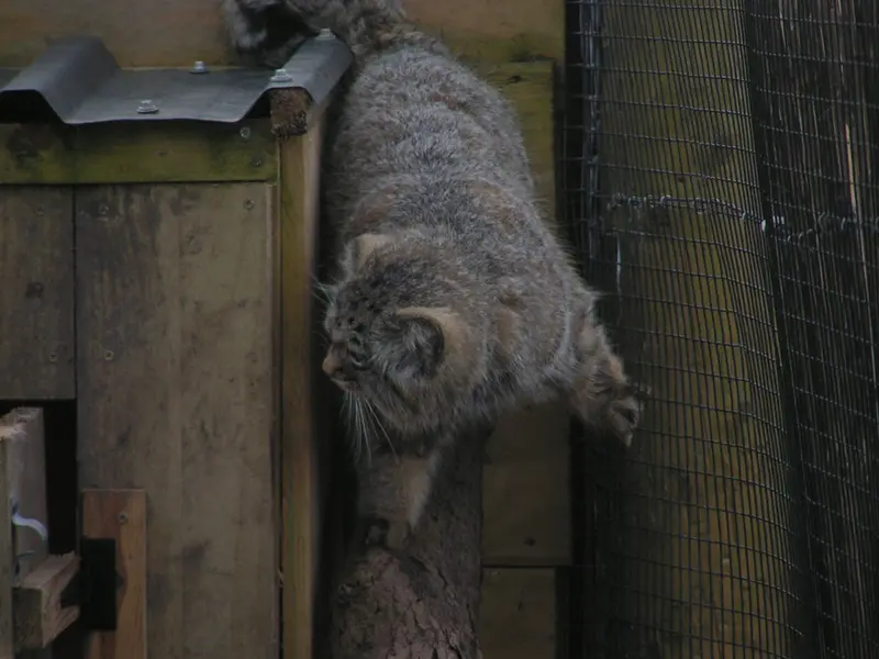 A photograph of Altai in The Lakeland Wildlife Oasis