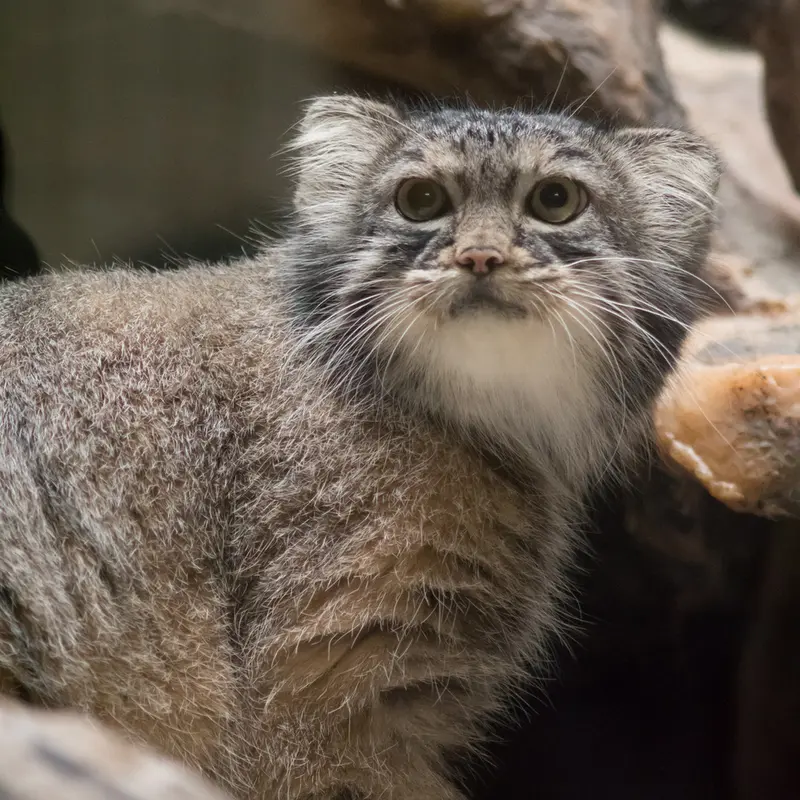 A photograph of Shafran in Ueno Zoological Gardens