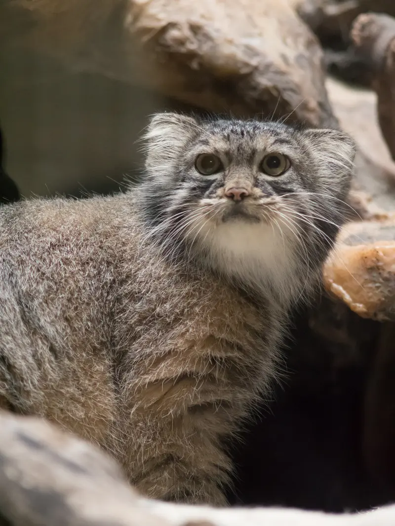 A photograph of Shafran in Ueno Zoological Gardens