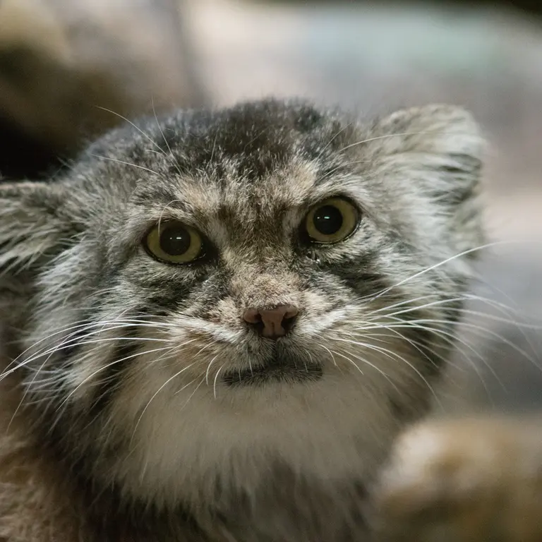 A photograph of Primula in Ueno Zoological Gardens