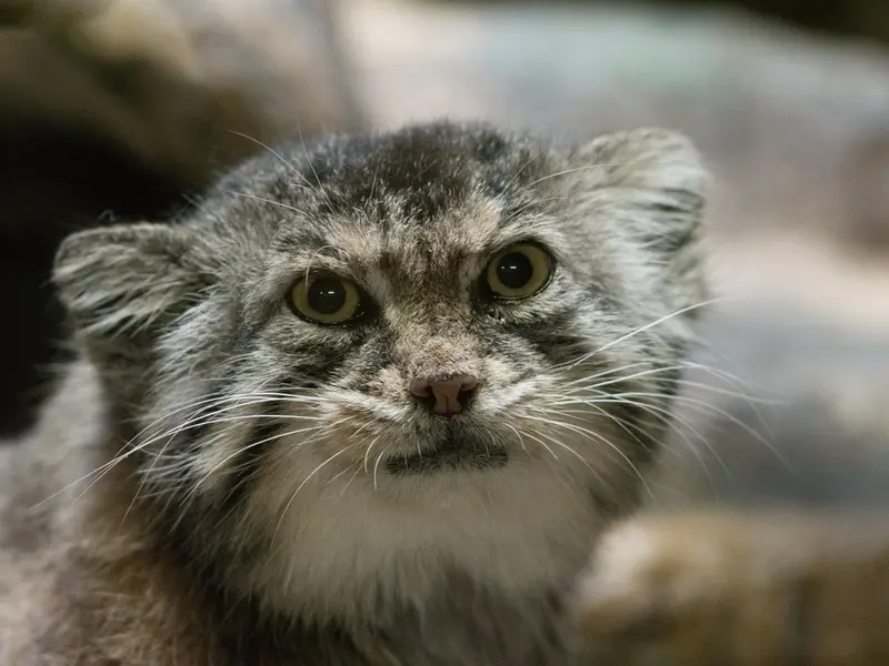 A photograph of Primula in Ueno Zoological Gardens