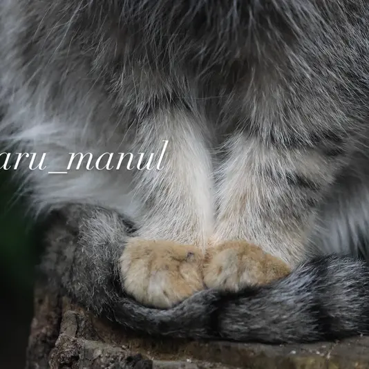 A photograph of Nagomu in Nasu Animal Kingdom
