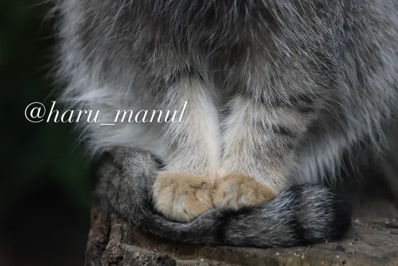 A photograph of Nagomu in Nasu Animal Kingdom