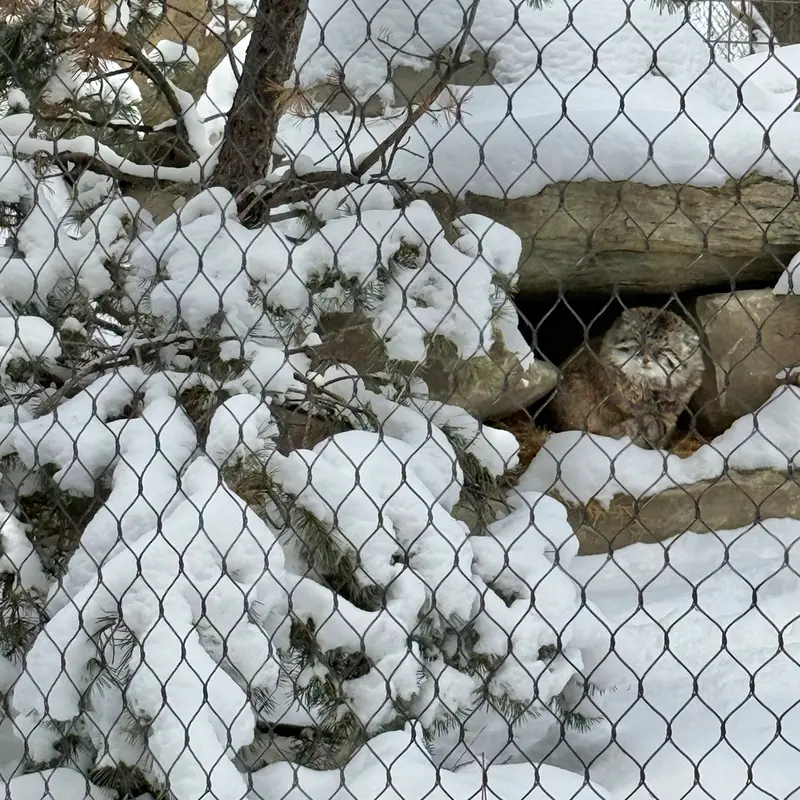 A photograph of Olaf in Calgary Zoo / Wilder Institute