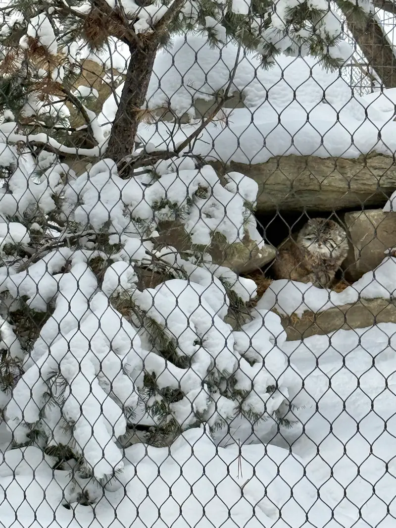 A photograph of Olaf in Calgary Zoo / Wilder Institute