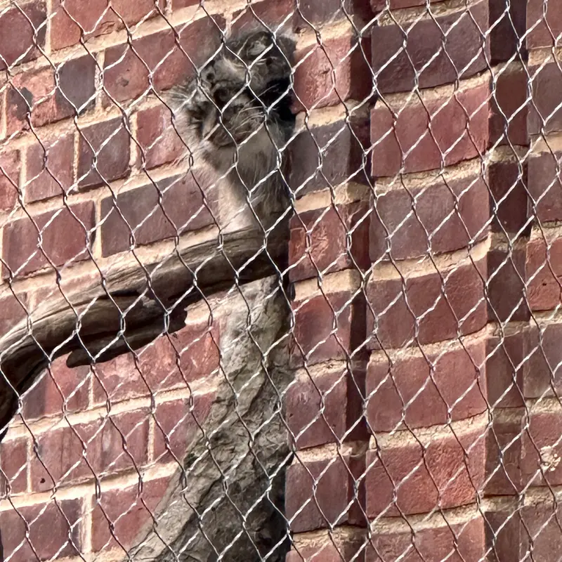 A photograph of a Pallas&#039;s cat in Prospect Park Zoo