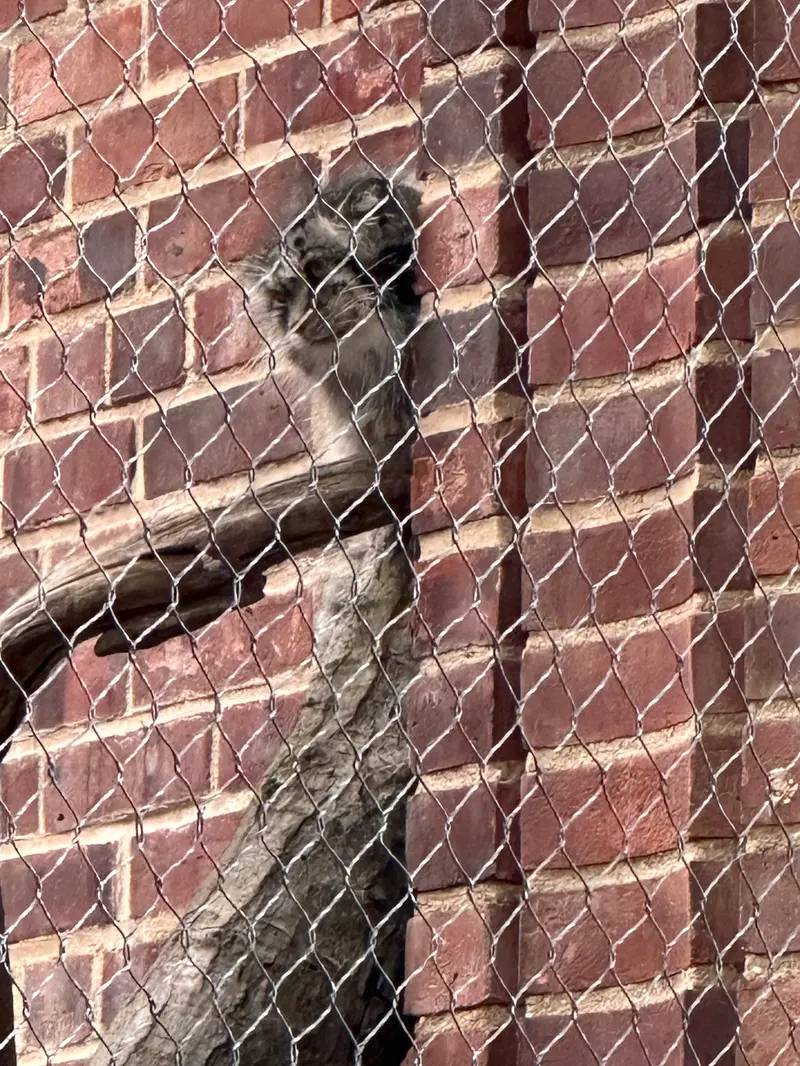 A photograph of a Pallas&#039;s cat in Prospect Park Zoo