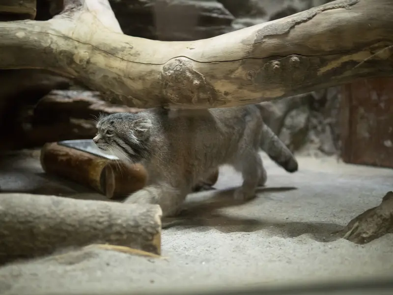 A photograph of Klyon in Ueno Zoological Gardens