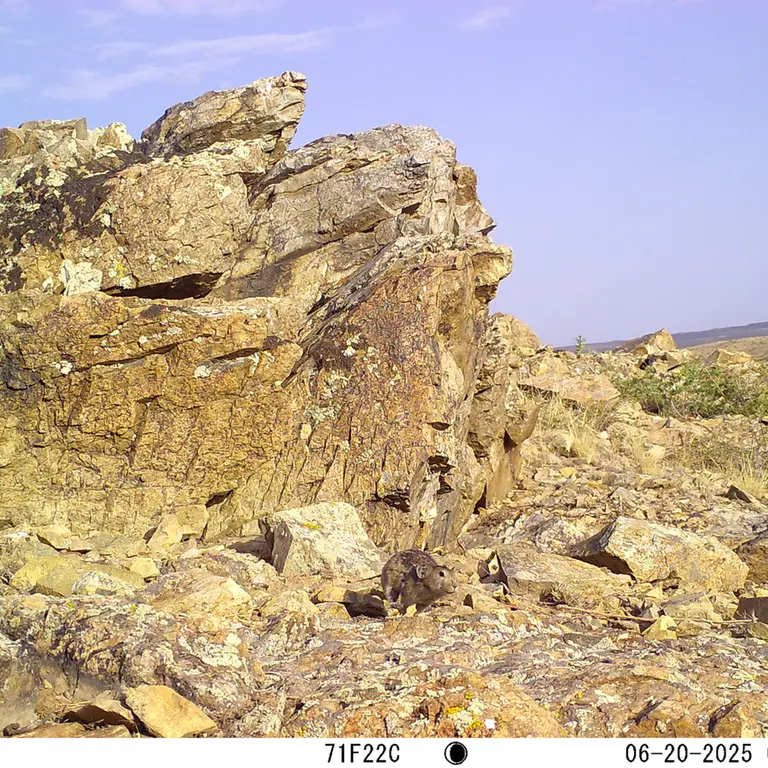 A photograph of Kazakh pika from Karashoky [new] camera trap