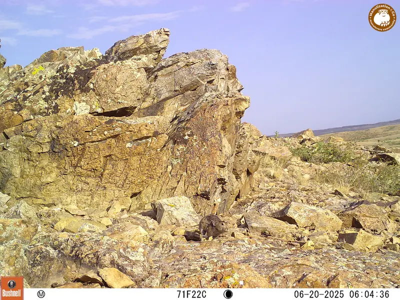 A photograph of Kazakh pika from Karashoky [new] camera trap