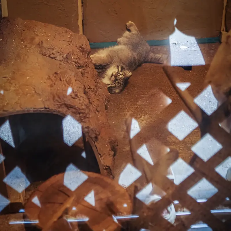 A photograph of Lotos in Saitama Children's Zoo