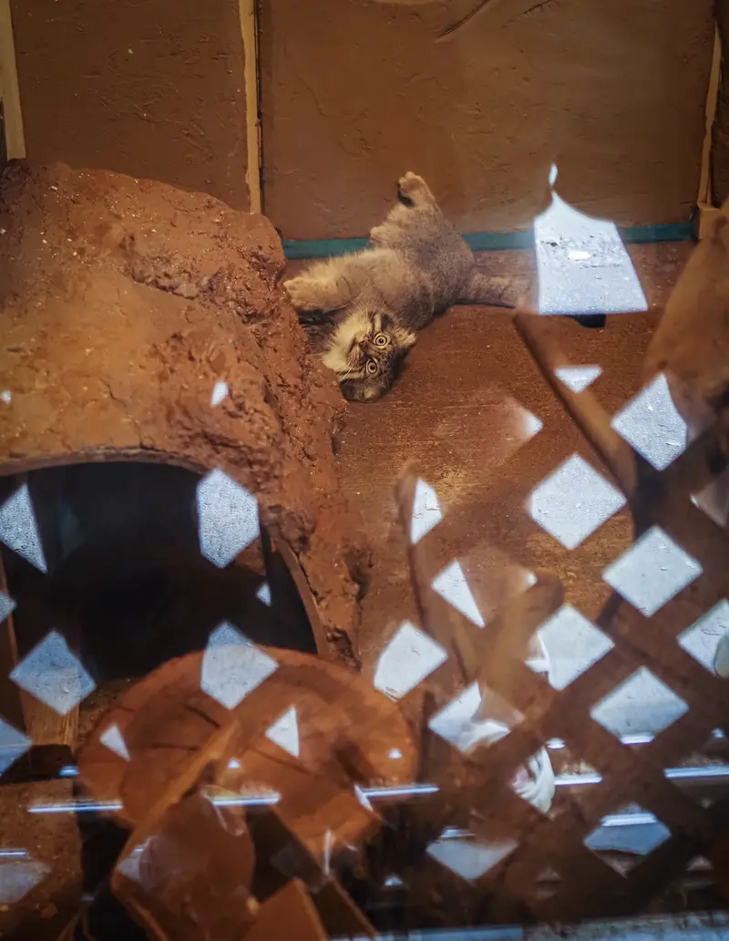 A photograph of Lotos in Saitama Children's Zoo