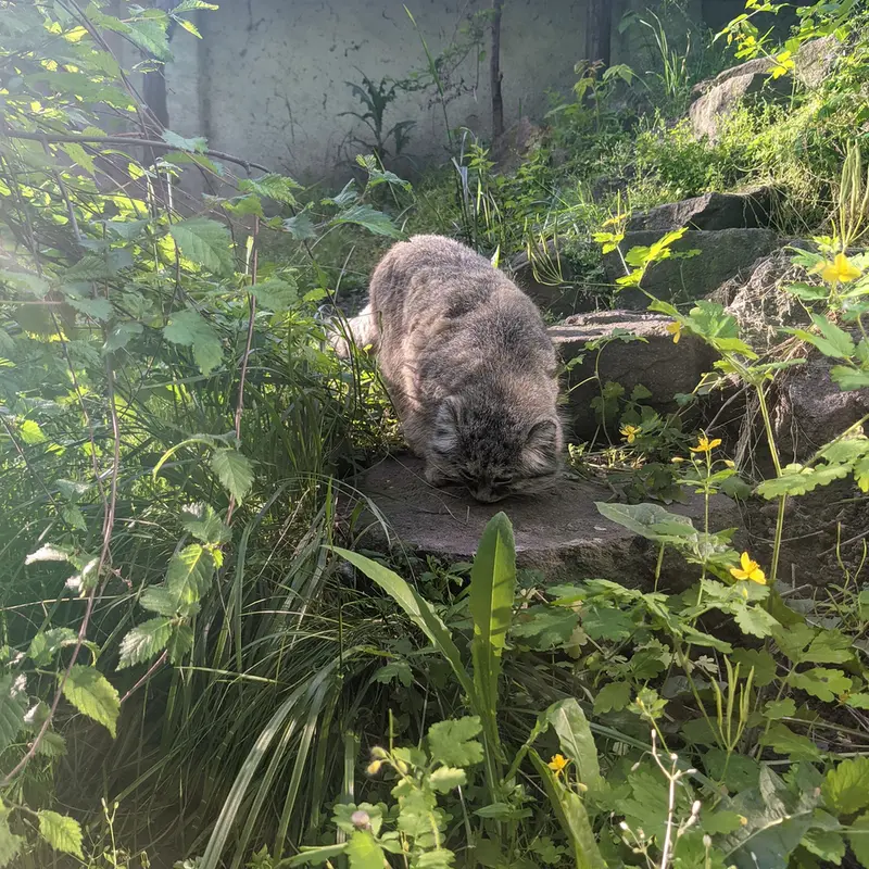 A photograph of Bohus in Budapest Zoo &amp; Botanical Garden