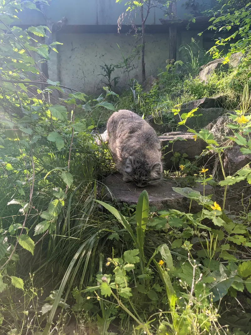 A photograph of Bohus in Budapest Zoo &amp; Botanical Garden