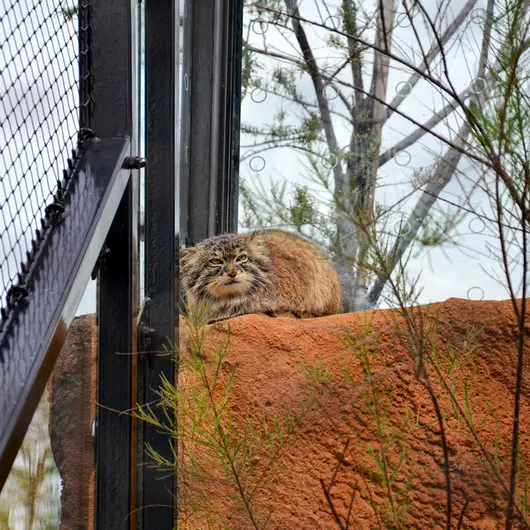 A photograph of Spay in Prague Zoo