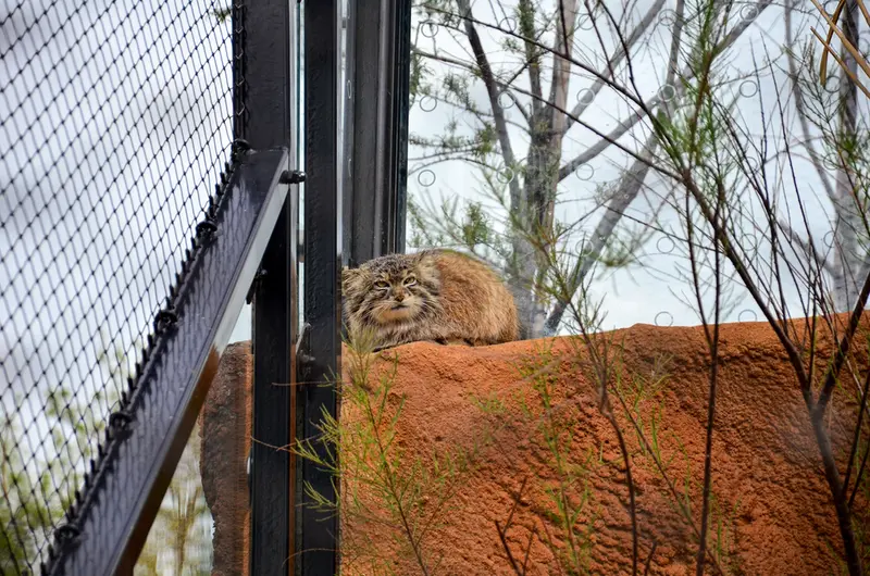 A photograph of Spay in Prague Zoo