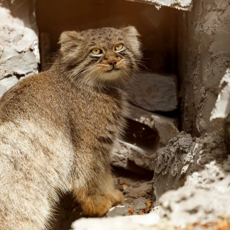 A photograph of Hide in Asahiyama Zoo