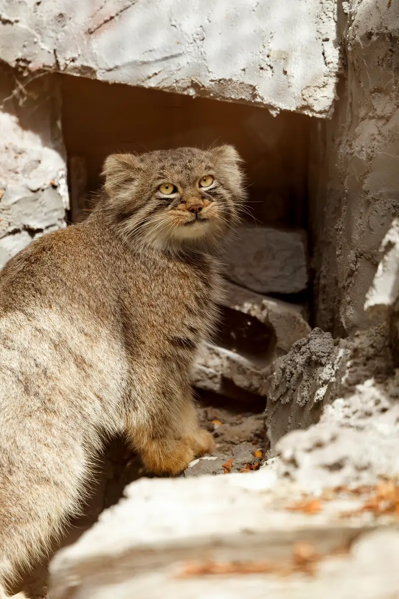 A photograph of Hide in Asahiyama Zoo