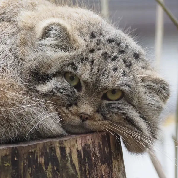 A photograph of Zaya in Gdansk Zoo
