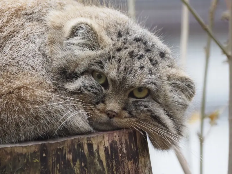 A photograph of Zaya in Gdansk Zoo