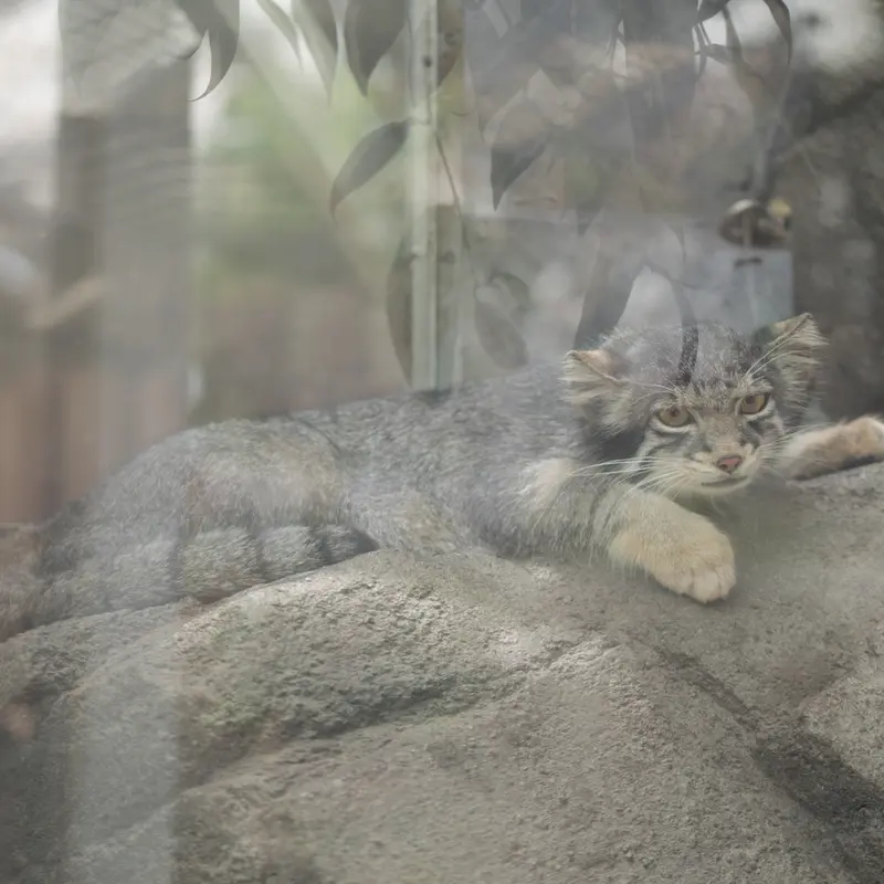 A photograph of Oto in Kobe Animal Kingdom