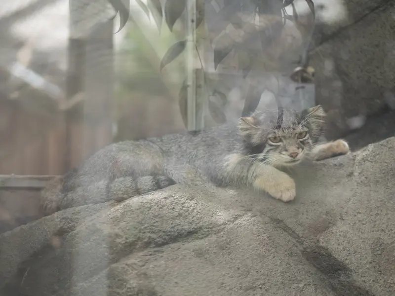 A photograph of Oto in Kobe Animal Kingdom