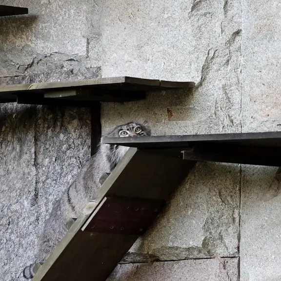 A photograph of a Pallas's cat in Moscow zoo