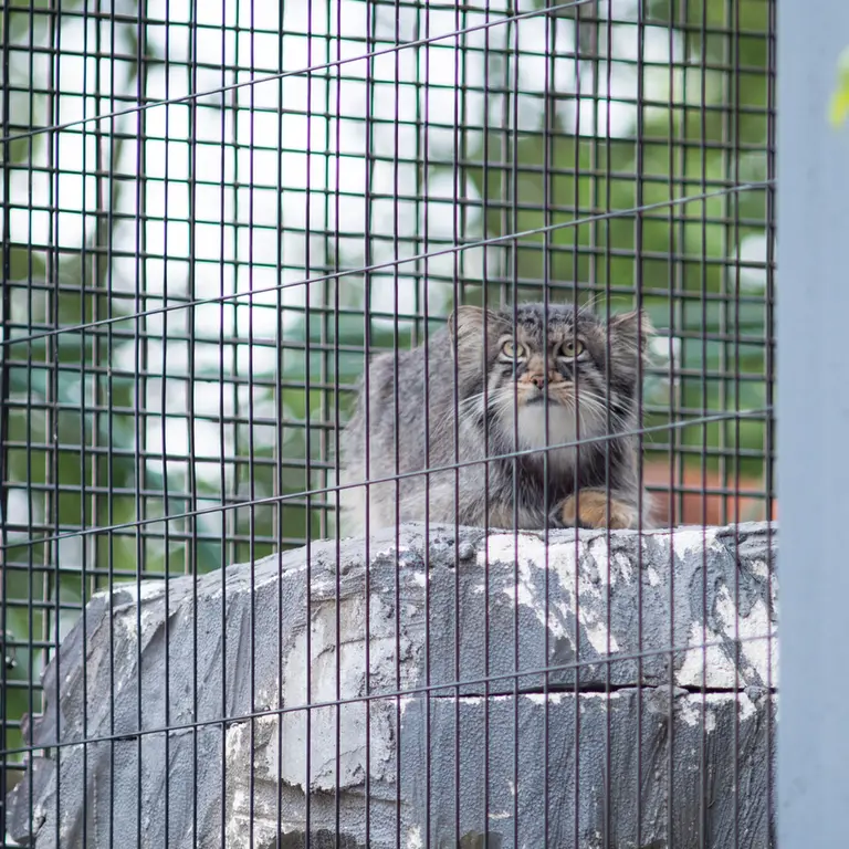 A photograph of Hide in Asahiyama Zoo