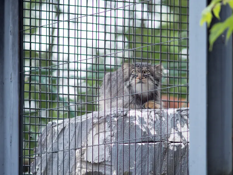 A photograph of Hide in Asahiyama Zoo
