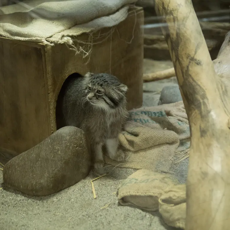 A photograph of Klyon in Ueno Zoological Gardens