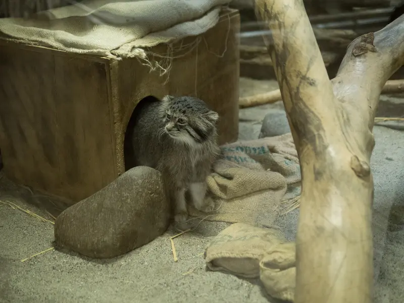 A photograph of Klyon in Ueno Zoological Gardens