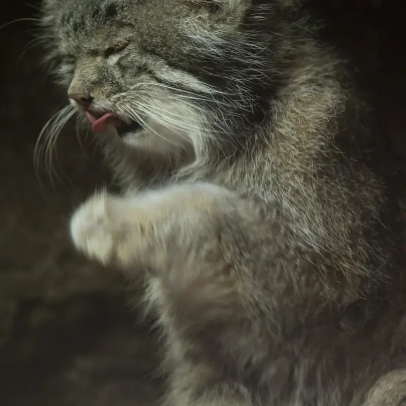 A photograph of Klyon in Ueno Zoological Gardens