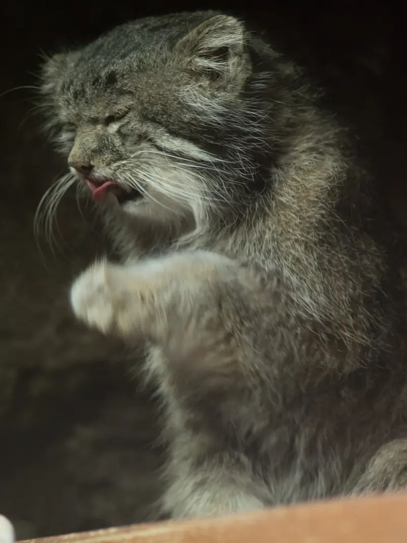 A photograph of Klyon in Ueno Zoological Gardens
