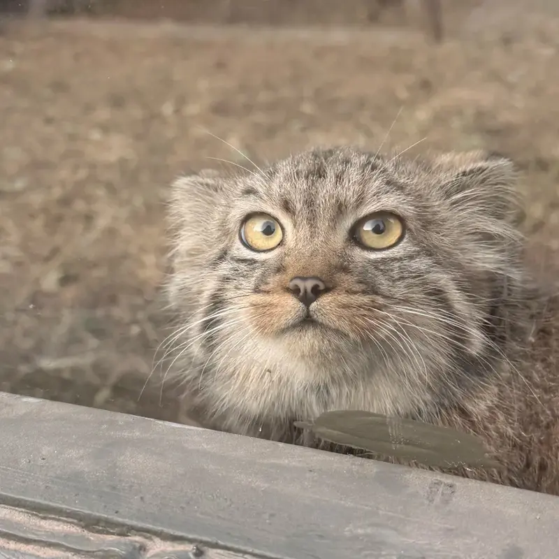 A photograph of a Pallas's cat