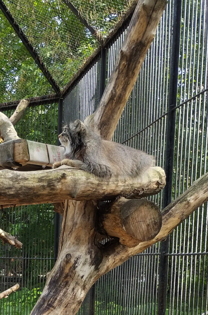 A photograph of a Pallas's cat in Novosibirsk Zoo