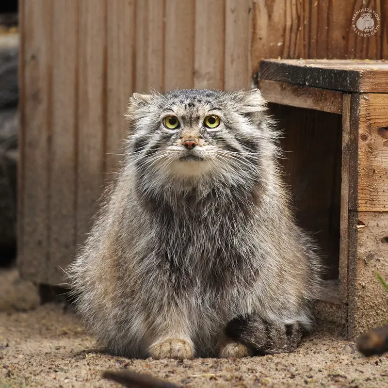 A photograph of Lastochka in Novosibirsk Zoo