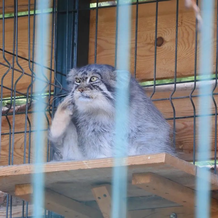 A photograph of Chip in Barnaul zoo “Lesnaya skazka”
