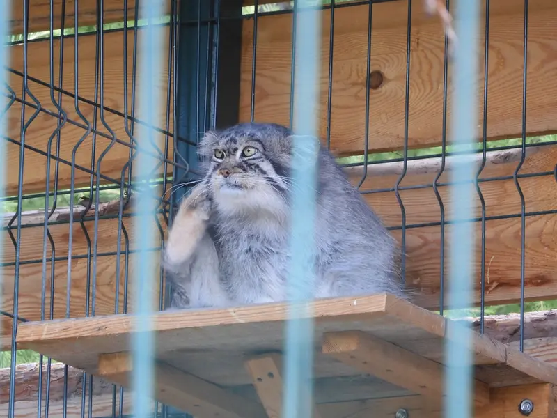 A photograph of Chip in Barnaul zoo “Lesnaya skazka”