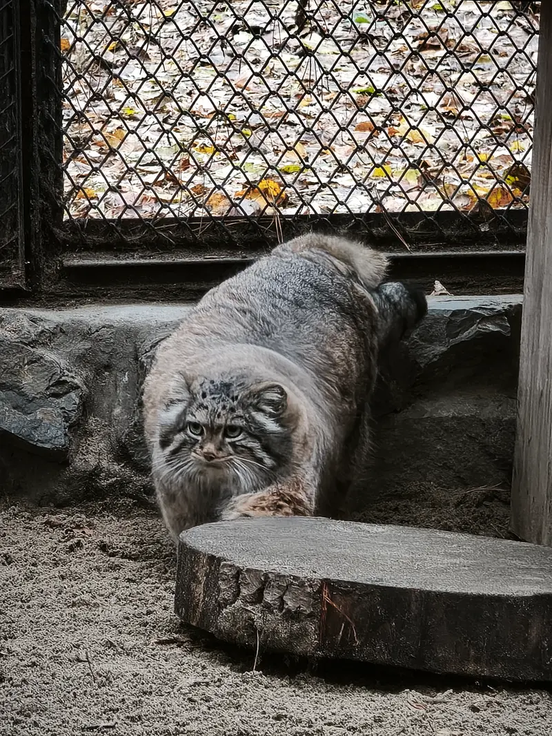 A photograph of Adele in Novosibirsk Zoo