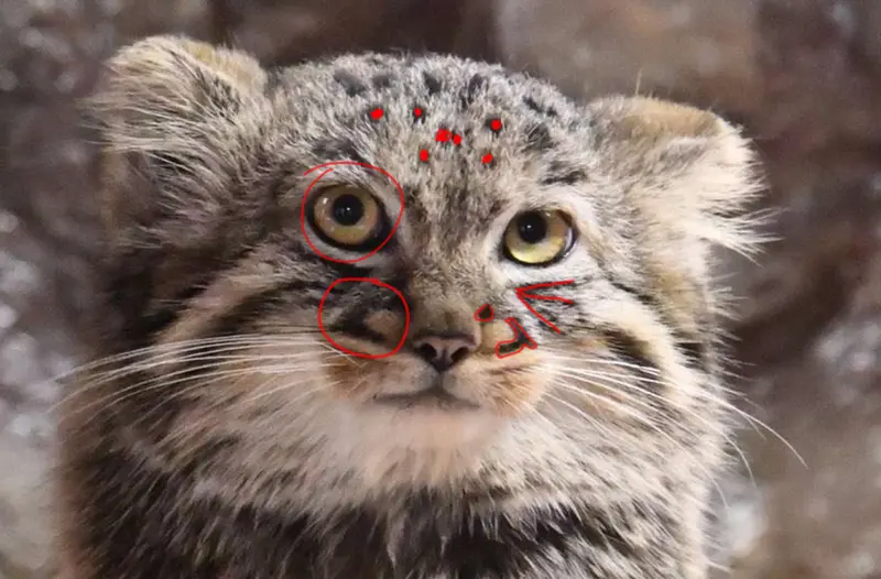 A photograph of a Pallas's cat